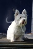 Terrier - West Highland White
