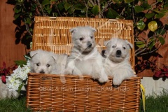 Terrier - West Highland White