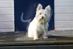 Terrier - West Highland White