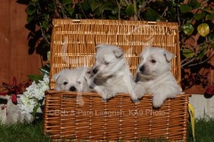 Terrier - West Highland White