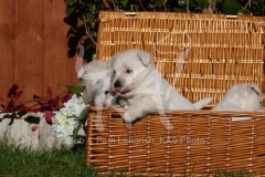 Terrier - West Highland White