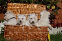 Terrier - West Highland White