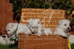 Terrier - West Highland White