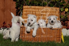 Terrier - West Highland White