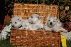 Terrier - West Highland White