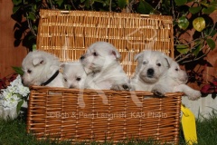 Terrier - West Highland White