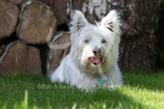 Terrier - West Highland White