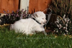 Terrier - West Highland White