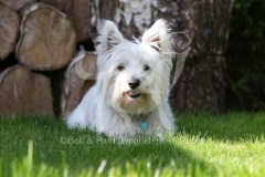Terrier - West Highland White