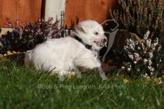 Terrier - West Highland White