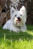 Terrier - West Highland White