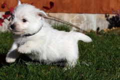 Terrier - West Highland White
