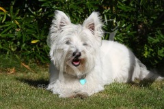 Terrier - West Highland White