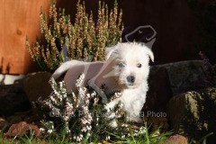 Terrier - West Highland White