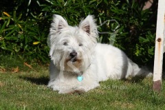 Terrier - West Highland White
