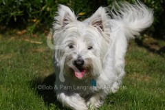 Terrier - West Highland White