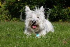 Terrier - West Highland White