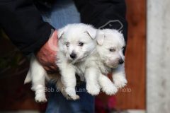 Terrier - West Highland White