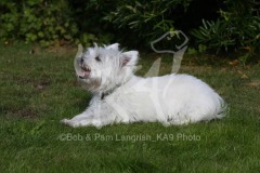 Terrier - West Highland White