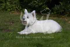 Terrier - West Highland White