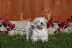 Terrier - West Highland White
