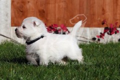 Terrier - West Highland White