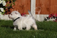 Terrier - West Highland White