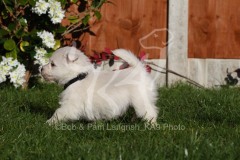 Terrier - West Highland White