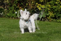Terrier - West Highland White