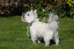 Terrier - West Highland White