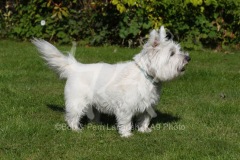Terrier - West Highland White