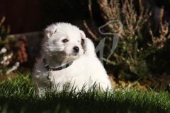 Terrier - West Highland White