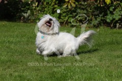 Terrier - West Highland White