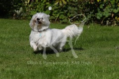 Terrier - West Highland White