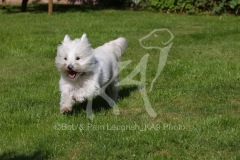 Terrier - West Highland White