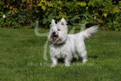 Terrier - West Highland White