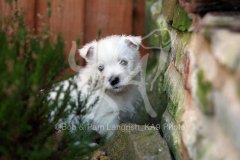 Terrier - West Highland White