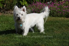 Terrier - West Highland White