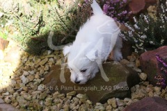 Terrier - West Highland White