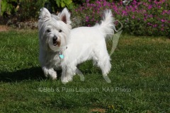 Terrier - West Highland White