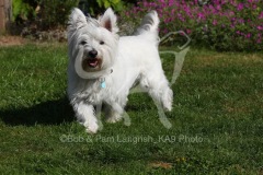Terrier - West Highland White
