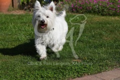 Terrier - West Highland White