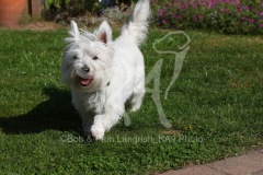 Terrier - West Highland White