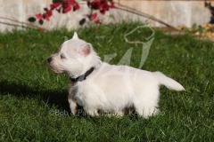 Terrier - West Highland White