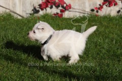 Terrier - West Highland White