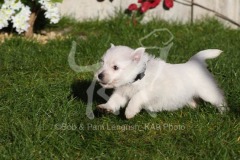 Terrier - West Highland White