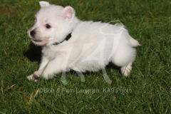 Terrier - West Highland White