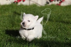 Terrier - West Highland White
