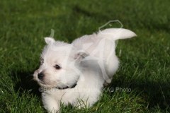 Terrier - West Highland White