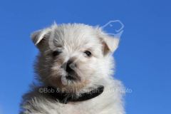 Terrier - West Highland White